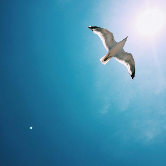 Чайка в небе городе Хэмптон фото Евгений Фист 